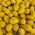 ERODE TURMERIC BULB